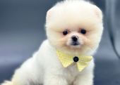 Ayıcık Boo Pomeranian